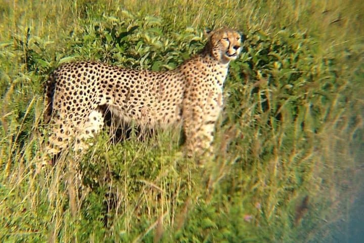 Big Cat Exclusive Safari in Kenya: Ultimate Wildlife Adventure Through Iconic Game Parks photo 3