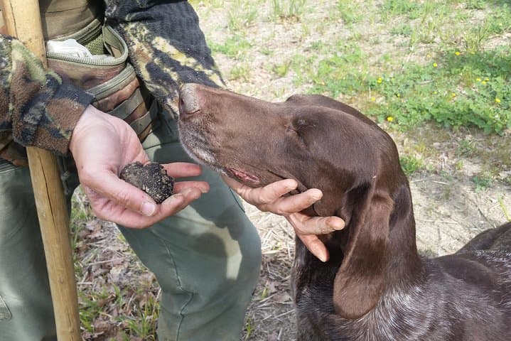 Truffle Hunt and Organic Lunch Near Assisi: Foraging the Black Diamonds of Umbria
