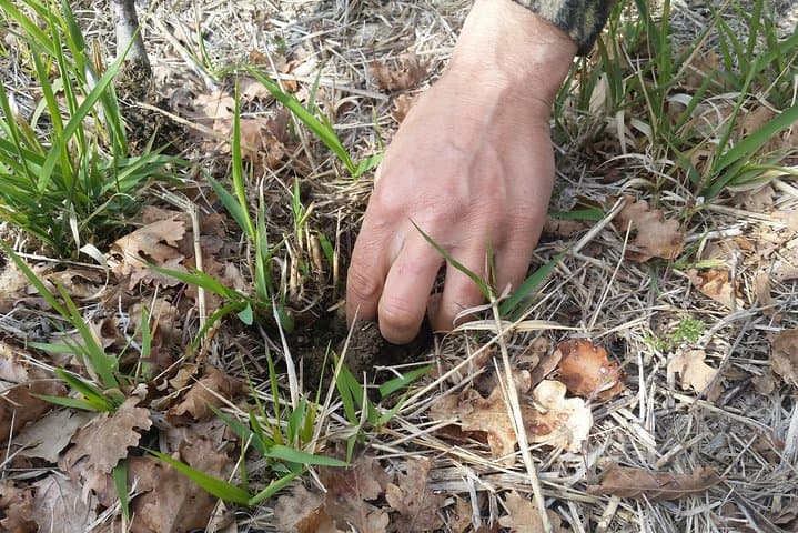 Truffle Hunt and Organic Lunch Near Assisi: Foraging the Black Diamonds of Umbria photo 3