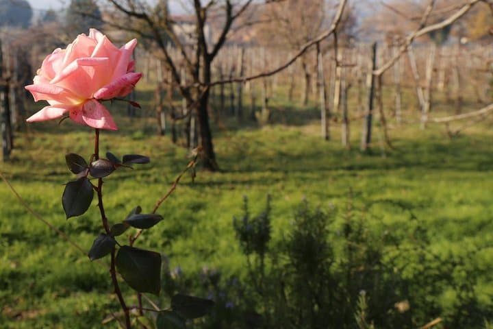 Truffle Hunt and Organic Lunch Near Assisi: Foraging the Black Diamonds of Umbria photo 6