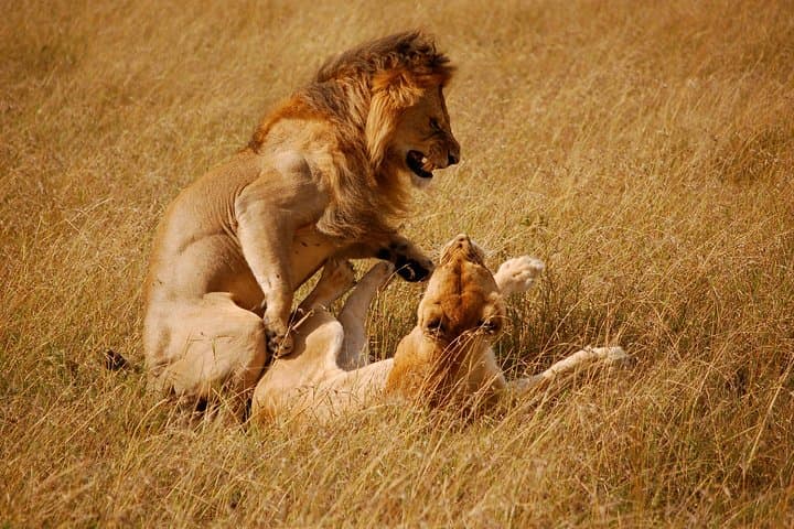 Safari in Nairobi: Exploring Nairobi National Park, Elephant Orphanage & Giraffe Centre photo 1