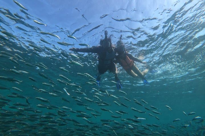 Moalboal Sardines, Turtles & Kawasan Falls: Full-Day Adventure from Cebu