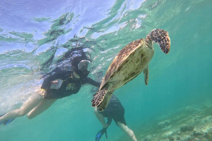 Moalboal Sardines, Turtles & Kawasan Falls: Full-Day Adventure from Cebu photo 5