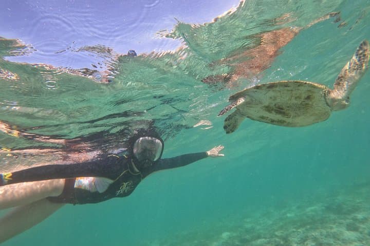 Moalboal Sardines, Turtles & Kawasan Falls: Full-Day Adventure from Cebu photo 6