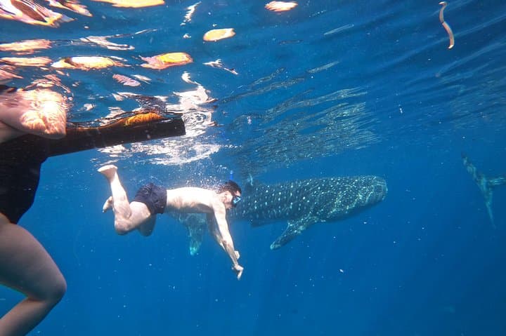 Swim with Whale Sharks in Oslob — Sumilon Island & Tumalog Falls Day Trip photo 6