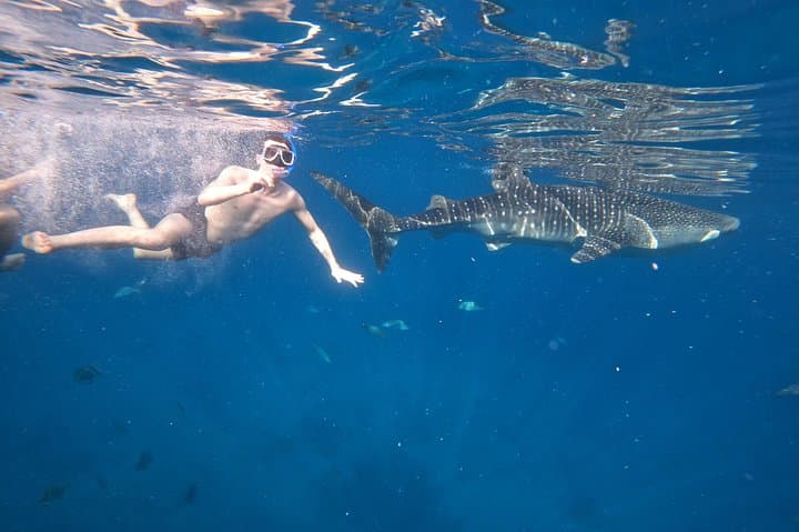 Swim with Whale Sharks in Oslob — Sumilon Island & Tumalog Falls Day Trip photo 4
