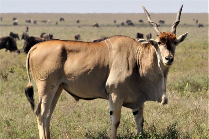 Weekend Safari: 2 Days, 1 Night Mikumi National Park from Dar es Salaam photo 3