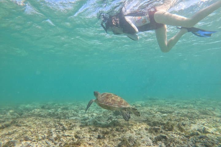 Cebu Whale Sharks, Sardine Run & Waterfalls — One Full-Day Adventure photo 6