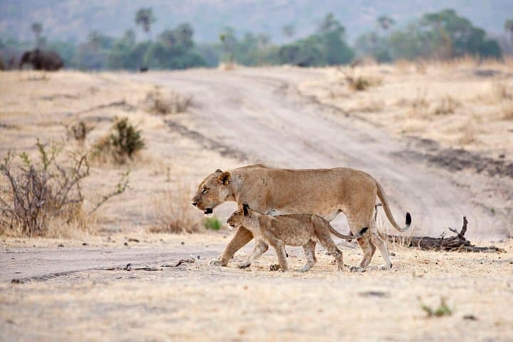 3-Day Mikumi National Park Safari: Southern Circuit Game Drives from Dar es Salaam photo 2