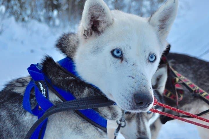 Four-Day Lapland Group Adventure: Husky Safaris, Snowmobiles & Arctic Circle photo 5