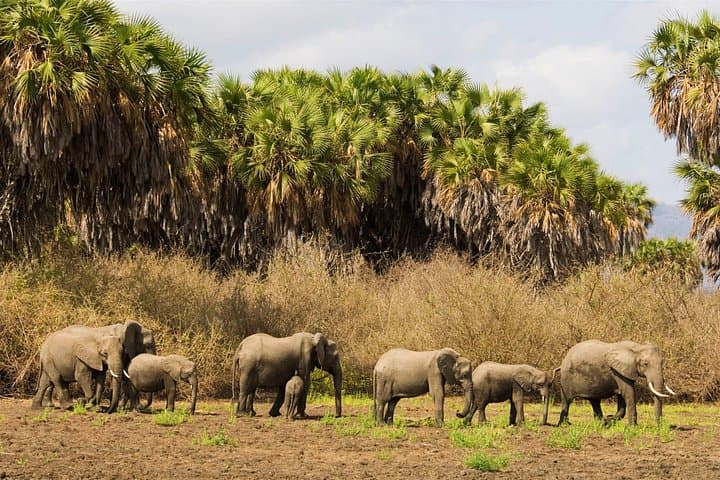 Selous Game Reserve 4-Day Safari: Boat, Walks & Game Drives in Tanzania photo 2