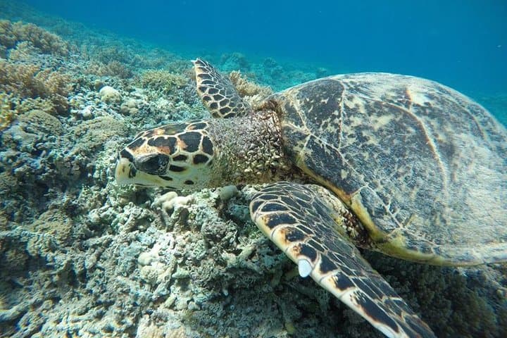 Private Snorkeling Gili Islands: Coral Gardens, Underwater Statues & Turtle Encounters photo 4