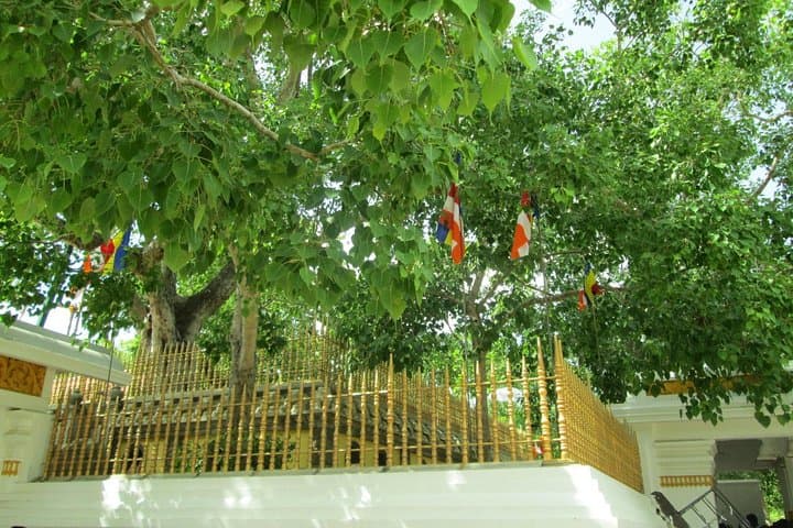 Aukana & Anuradhapura Ancient City Day Tour from Negombo photo 5
