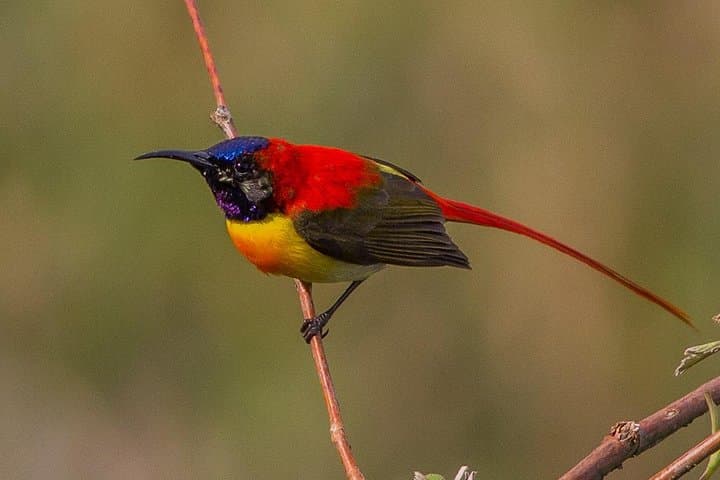 Bhutan Birding Tour: 16-Day Himalayan Birdwatching Expedition