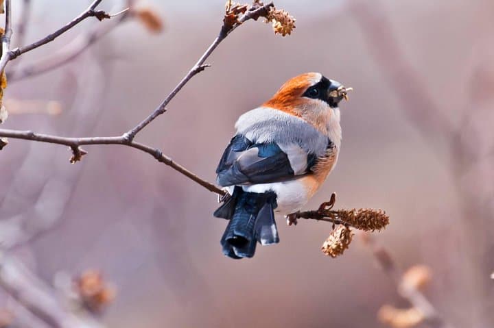 Bhutan Birding Tour: 16-Day Himalayan Birdwatching Expedition photo 2