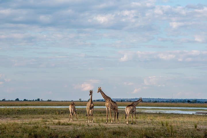 Chobe Day Trip: Elephant Cruises and Big Cat Safaris from Victoria Falls photo 3