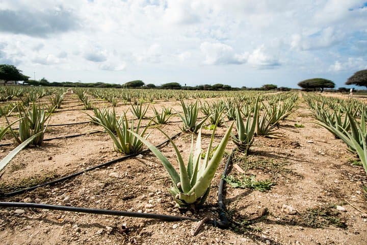 Highlights of Aruba Island Tour: Ostriches, Aloe & Historic Coastline photo 5