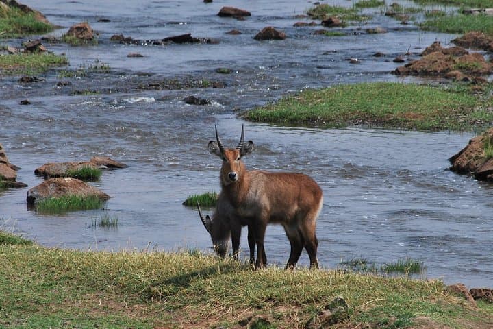 4-Day Ruaha National Park Safari: Remote Elephants, Wild Dogs & Riverine Game