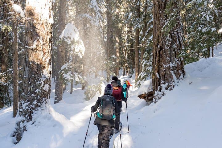 Coast Mountain Backcountry Snowshoe Tours from Whistler — Powder, Cedars & Ridge Views photo 1