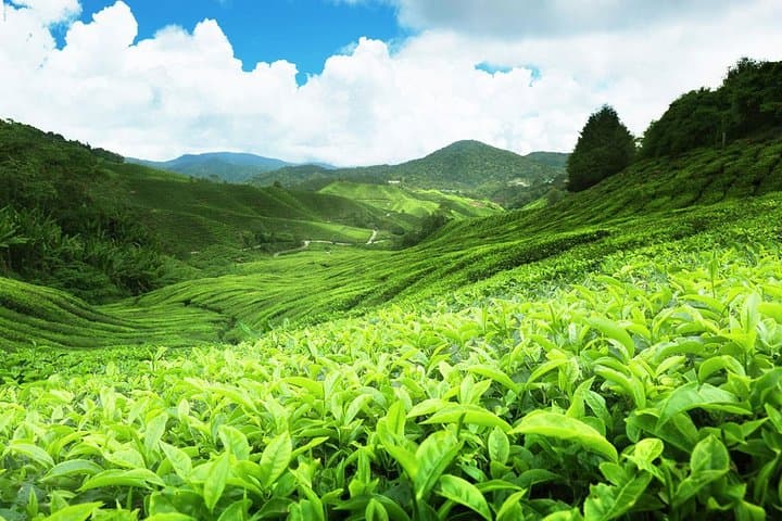 Private Sri Lanka Tour: Kandy, Sigiriya, Galle & Bentota (6 Nights) photo 3