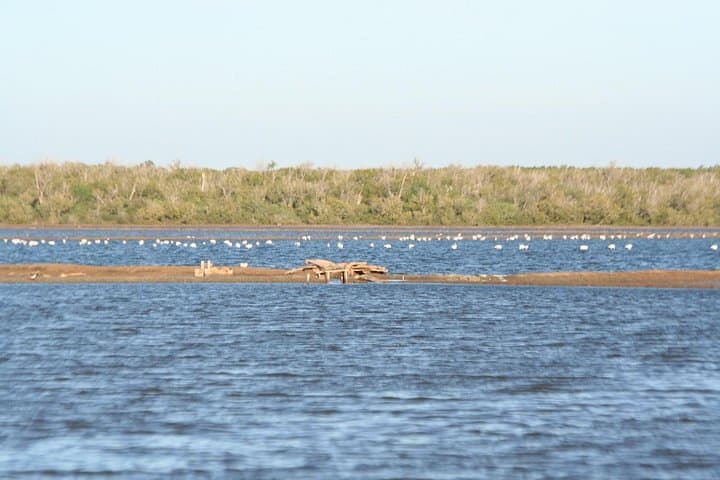 Where the Beach Meets the Bush: Saadani National Park Day Trip from Dar es Salaam