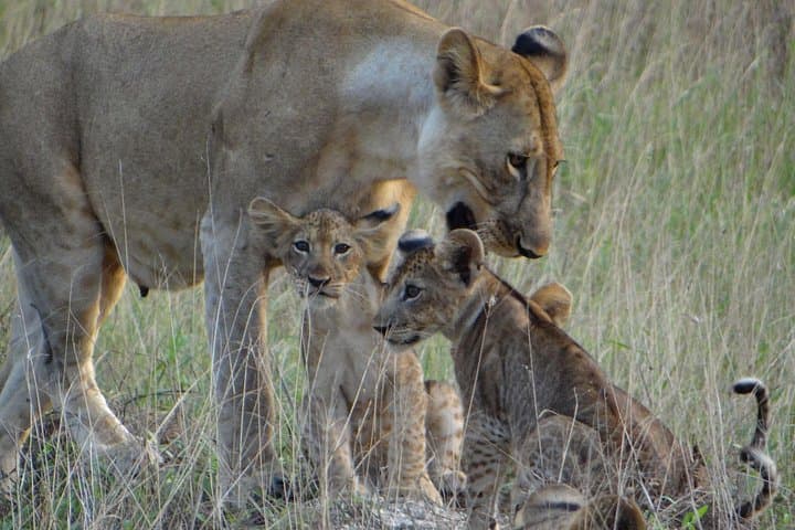 Where the Beach Meets the Bush: Saadani National Park Day Trip from Dar es Salaam photo 3