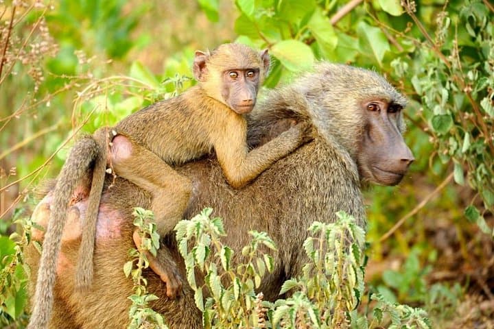 10-Day Northern Ghana Cultural and Wildlife Adventure photo 3
