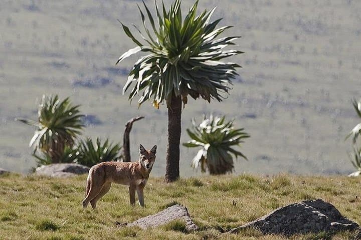 2-Day Simien Mountains Trek: Sankaber & Jinbahir Waterfall Trek photo 3