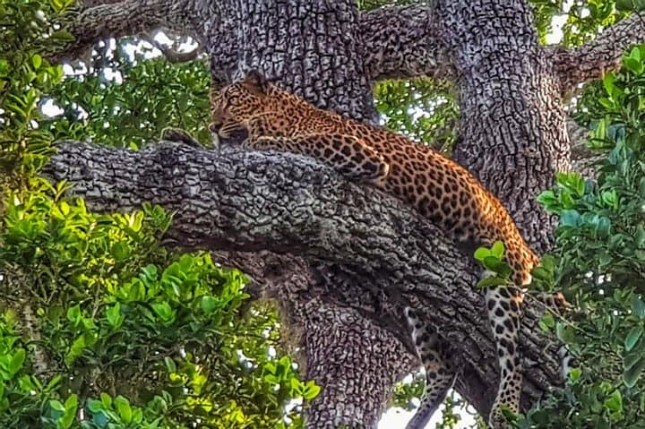 Yala National Park Jeep Safari Day Tour from Colombo & Negombo — All-Inclusive