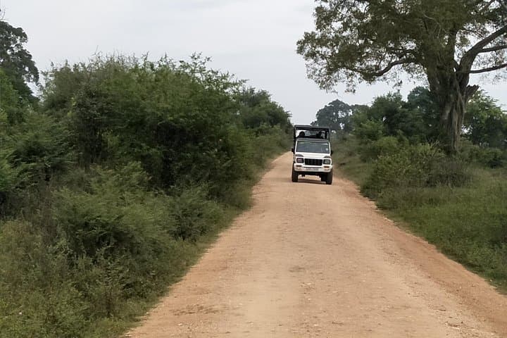 Yala National Park Jeep Safari Day Tour from Colombo & Negombo — All-Inclusive photo 3