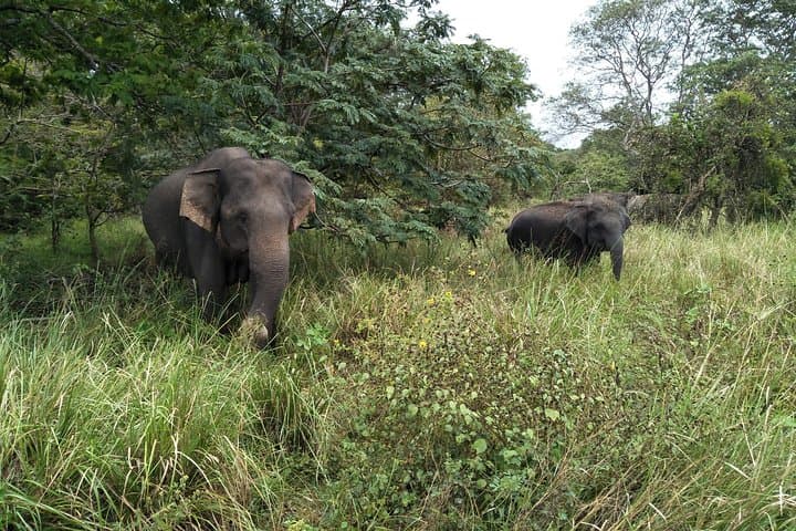 Yala National Park Jeep Safari Day Tour from Colombo & Negombo — All-Inclusive photo 4