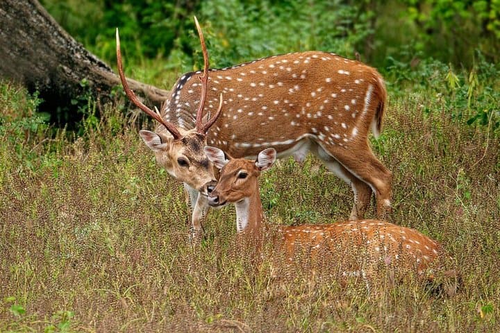 Yala National Park Jeep Safari Day Tour from Colombo & Negombo — All-Inclusive photo 6