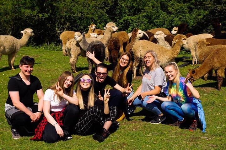 Meet Alpacas: 2-Hour Farm Experience in Kenilworth