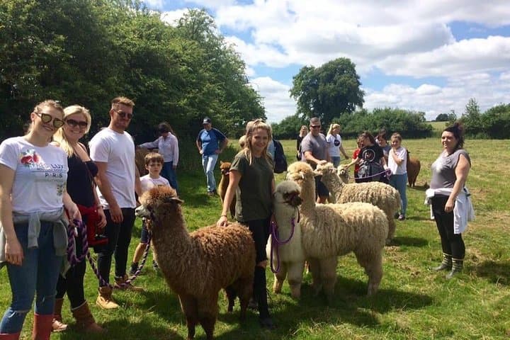Meet Alpacas: 2-Hour Farm Experience in Kenilworth photo 6