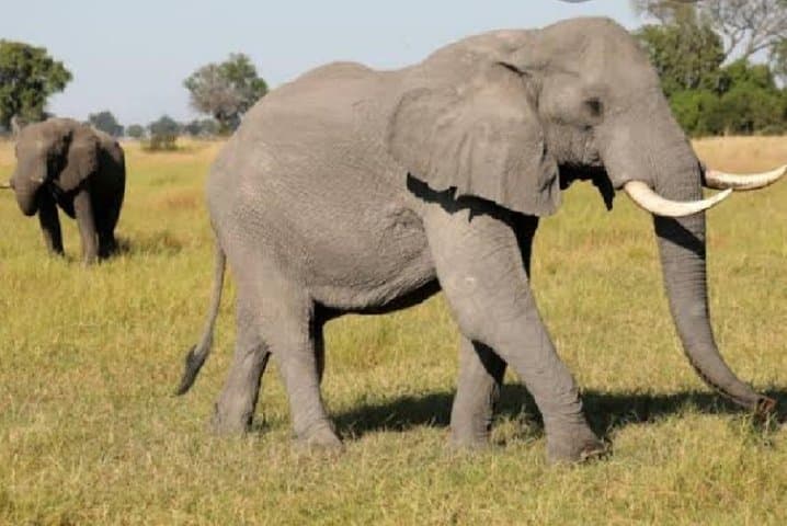 Full-Day Open Jeep Safari in Pilanesberg National Park – Big Five Game Drive