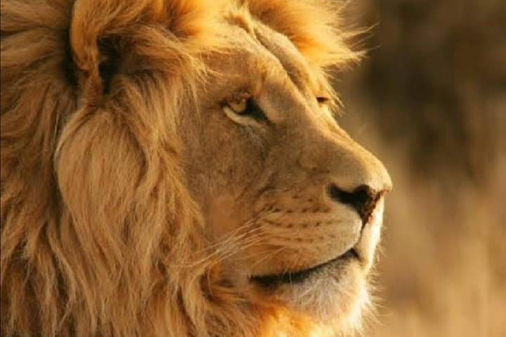 Full-Day Open Jeep Safari in Pilanesberg National Park – Big Five Game Drive photo 2