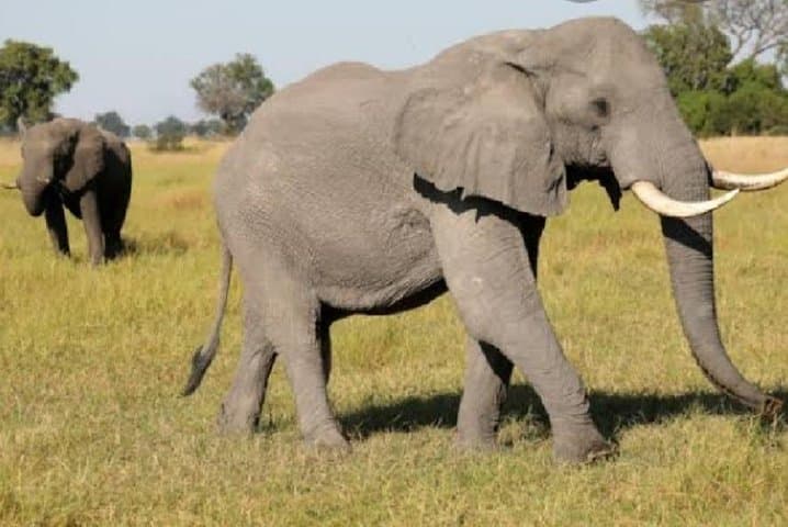 Full-Day Open Jeep Safari in Pilanesberg National Park – Big Five Game Drive photo 3