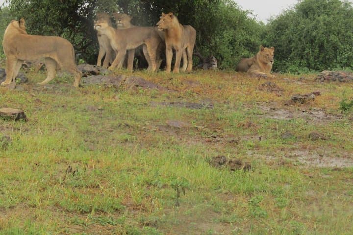 Full-Day Open Jeep Safari in Pilanesberg National Park – Big Five Game Drive photo 4
