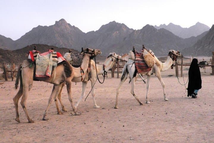 Desert-to-Beach Camel Ride at Camel Yard — Marsa Alam Bedouin Coffee & One-Hour Safari photo 4