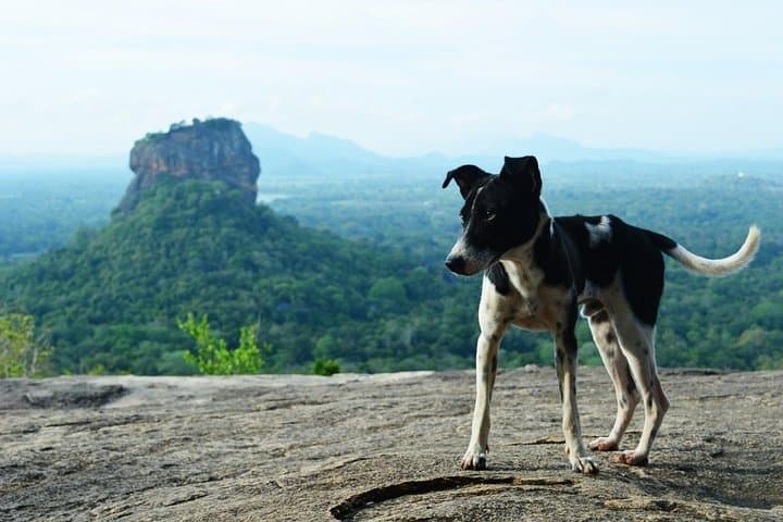 Sigiriya Rock Fortress & Dambulla Cave Temple: All-Inclusive Day Tour from Kandy photo 6
