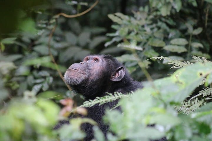 2-Day Chimpanzee Trek at Kibale National Park — Kanyanchu Chimp Trek from Kampala