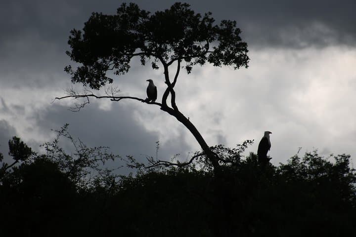 2-Day Chimpanzee Trek at Kibale National Park — Kanyanchu Chimp Trek from Kampala photo 2