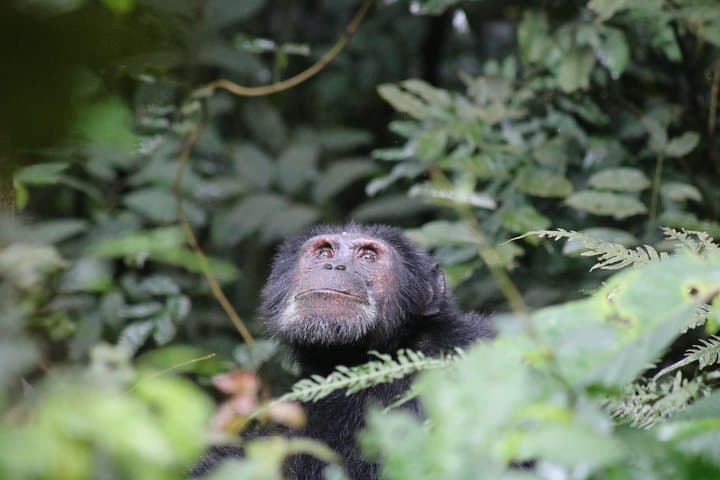 2-Day Chimpanzee Trek at Kibale National Park — Kanyanchu Chimp Trek from Kampala photo 3