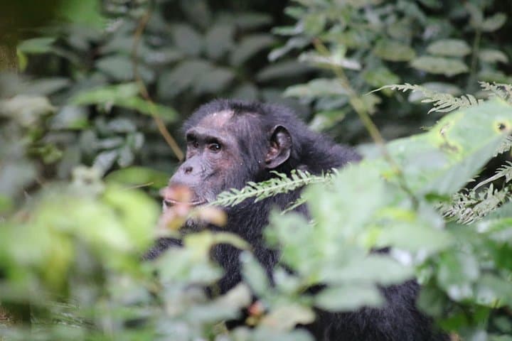 2-Day Chimpanzee Trek at Kibale National Park — Kanyanchu Chimp Trek from Kampala photo 4