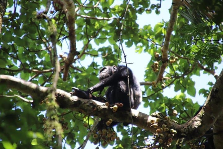 2-Day Chimpanzee Trek at Kibale National Park — Kanyanchu Chimp Trek from Kampala photo 6