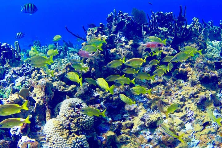 Glass-Bottom Boat and Snorkel Adventure to Booby Cay, Negril photo 2