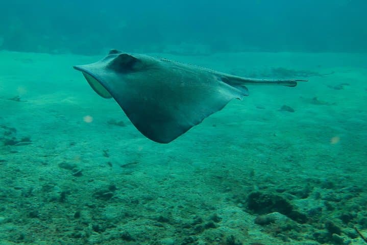 First-Time Scuba in Costa Maya: PADI Discover Scuba Diving at the Coral Garden photo 6