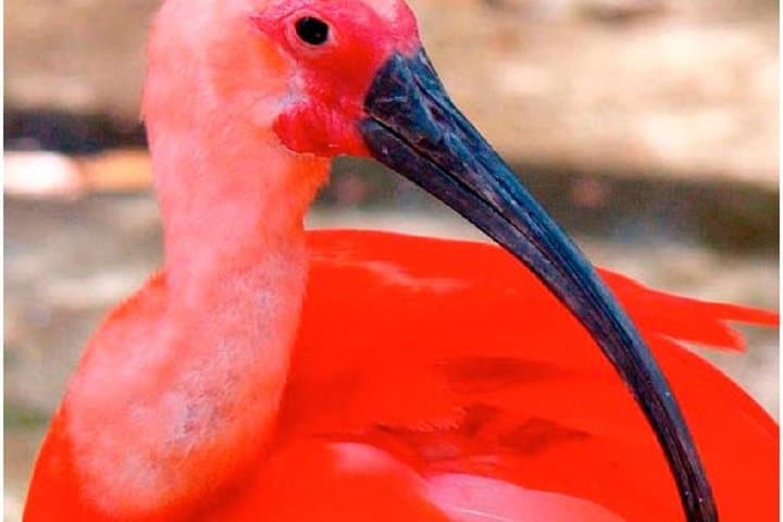 Mangrove Eco-Boat Tour in Santos: Birdwatching & Wildlife Near São Paulo photo 6