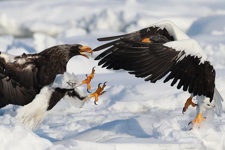 Shiretoko Winter Eagle Watching: Steller's Sea and White-tailed Eagles in Rausu