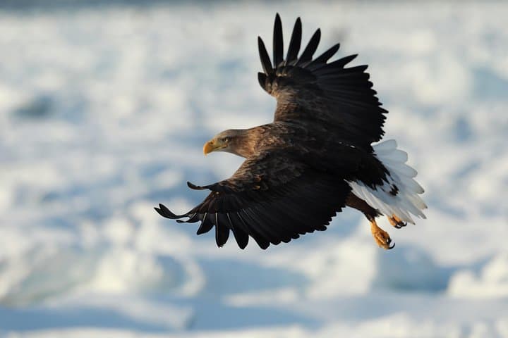 Shiretoko Winter Eagle Watching: Steller's Sea and White-tailed Eagles in Rausu photo 2